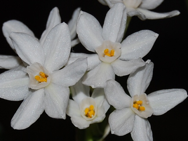 Paperwhites close-up