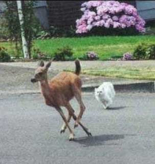 funny-deer-chased-cat1-701962.jpg