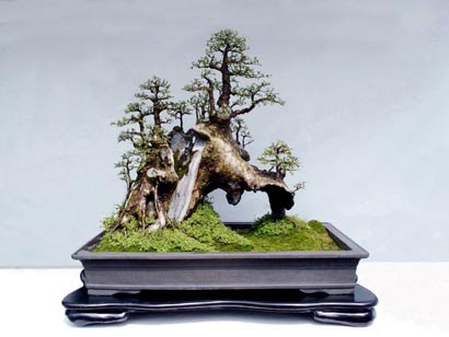 beauty japanese bonsai tree