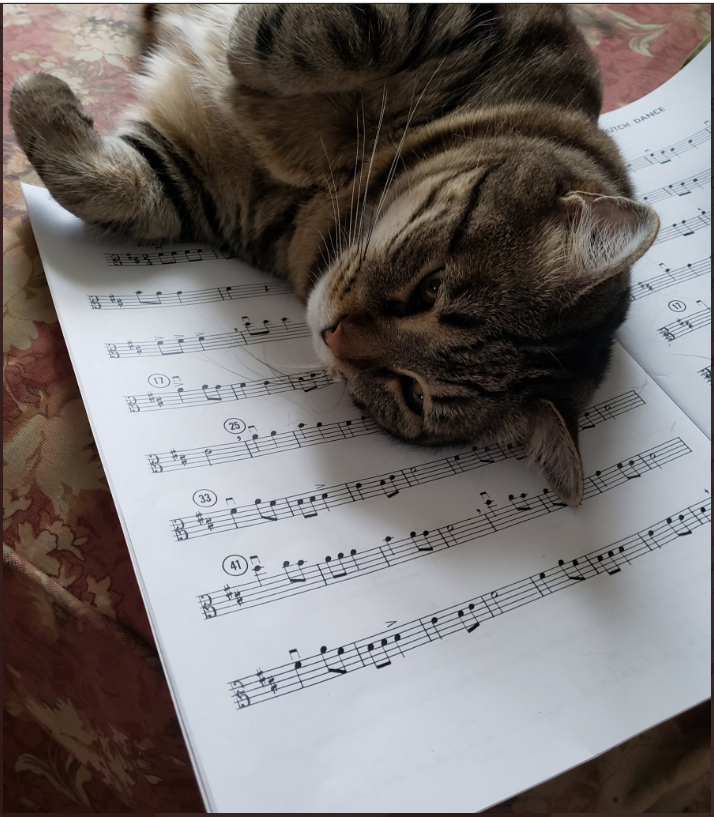 A cat sleeping on a book