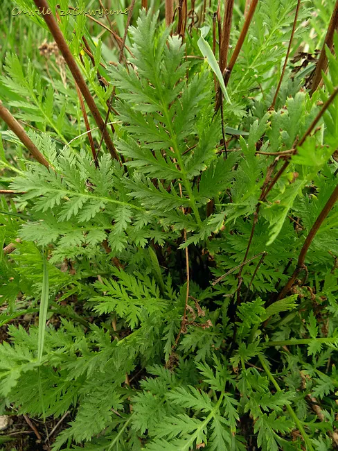 Wrotycz pospolity (Tanacetum vulgare) liście