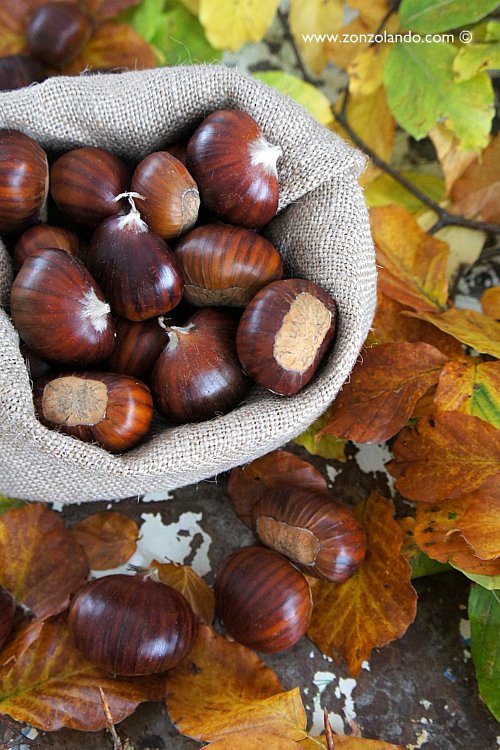 Castagne nei ricci bosco raccolta - chestnuts