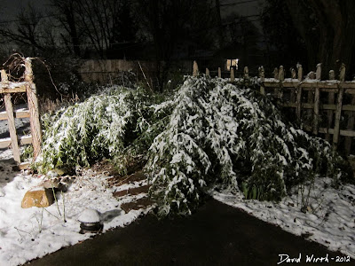 bamboo covered in snow, michigan, growing in cold climate, winter storm bamboo