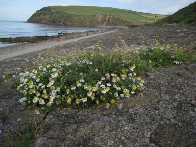 Day 2: Tripleurospermum maritimum – Sea Mayweed - Wainwright Coast to Coast Walk