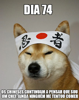 cão disfarça ser chef de sushi