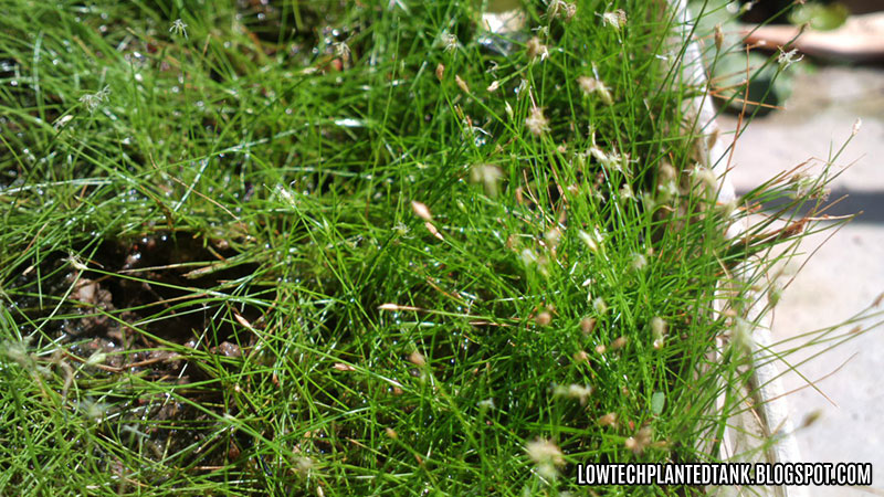 hairgrass flower