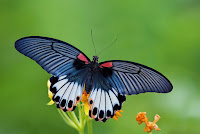 Papilio agenor