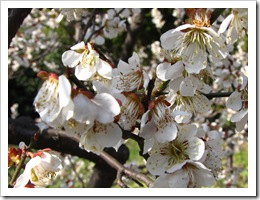 0903 - China - Nanjing- Plum Blossom Int. Festival