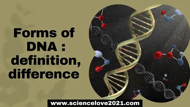Forms of DNA : definition, difference