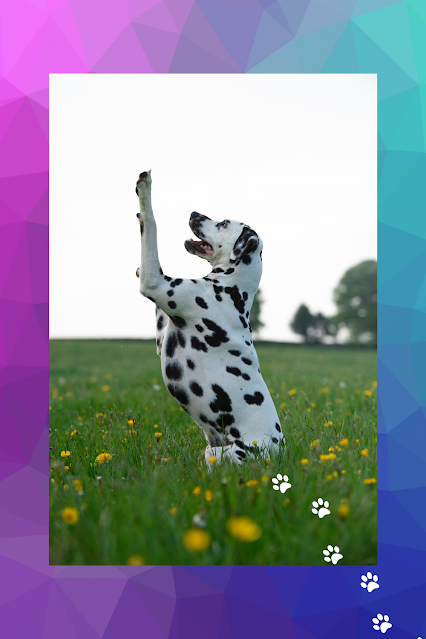 Dalmation Fire Dog High Paw Five