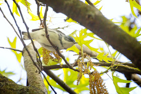 Cerulean Warbler