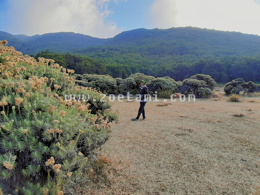 Padang Bunga Edelweis di Papandayan Garut