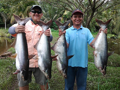 Resepi Untuk Ikan Patin - Resep Book t