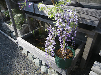 藤の育て方 鉢植えで藤の花を楽しむ メダカの大工