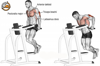 The 5 Best Chest Exercises for Building Mass & Strength