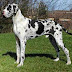 The 8 most dangerous dogs in the world | animaltvt