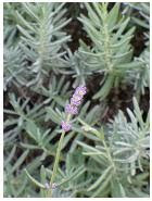 Lavender herb photo