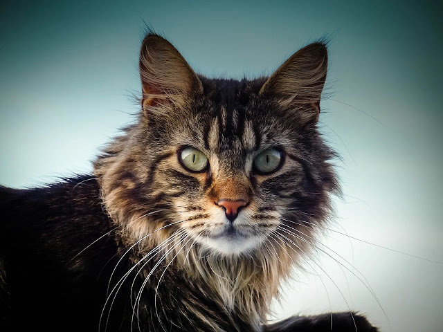 Cat Lifespan: How Long Does a Cat Live?