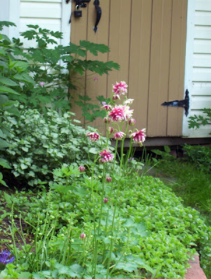 More columbines