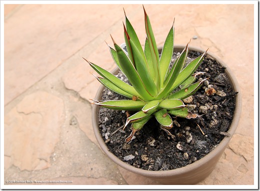 140625_Agave-ocahui_002
