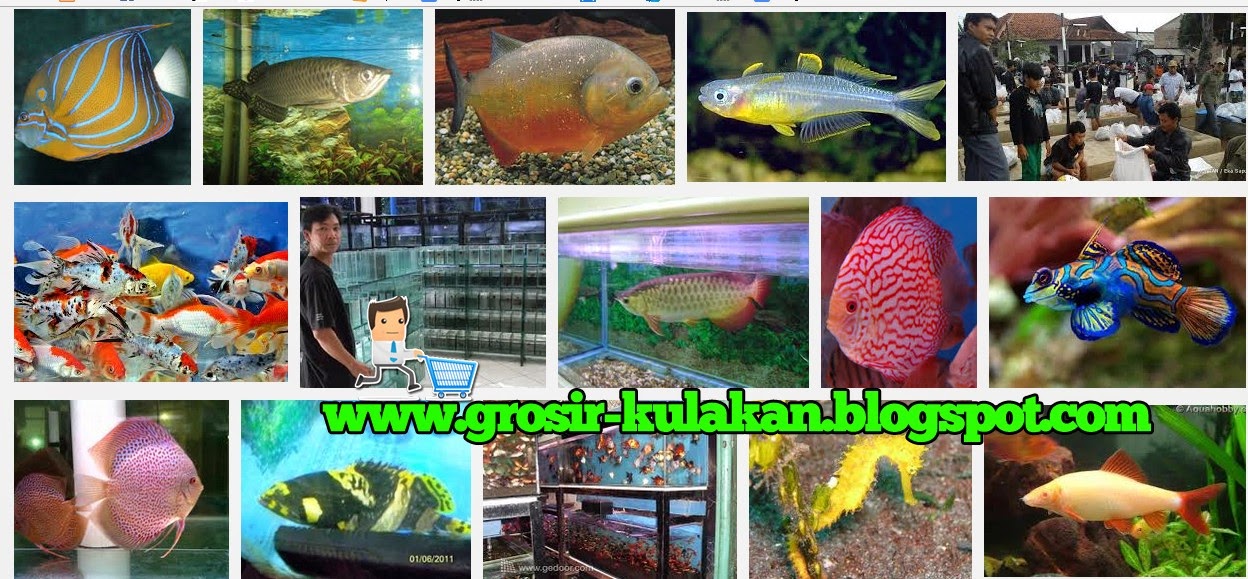 Supplier Ikan Hias