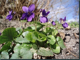 Engels Sweet Violet 1