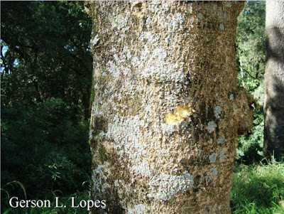 Solanum granulosum-leprosum tronco