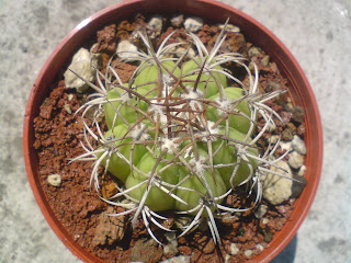 Melocactus matanzanus