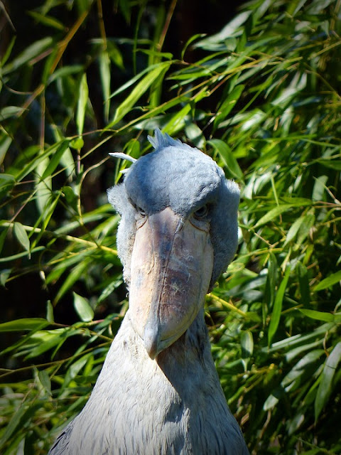 Shoebill An Insight into the Unique and Enigmatic Bird Species