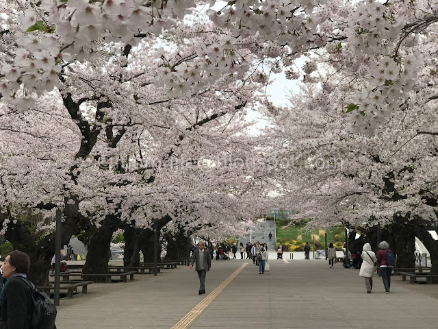 Japan cherry blossoms