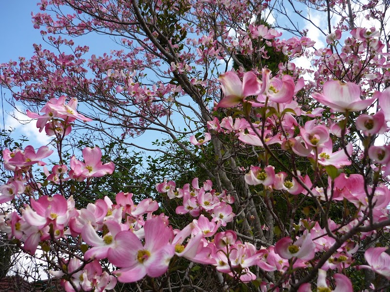 Delightful Dogwood and Quilts in the Barn