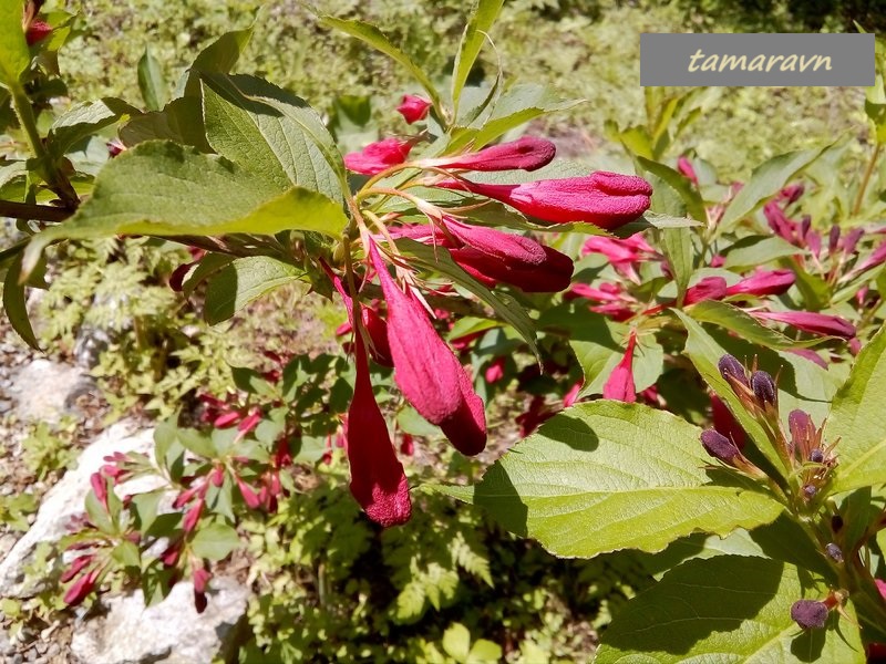 Вейгела 'Red Prince' (Weigela 'Red Prince')