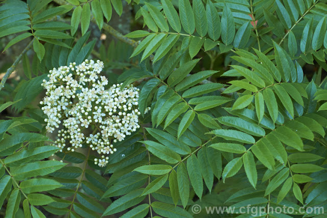 Рябина рэндайская (Рябина рендайская) / Sorbus randaiensis