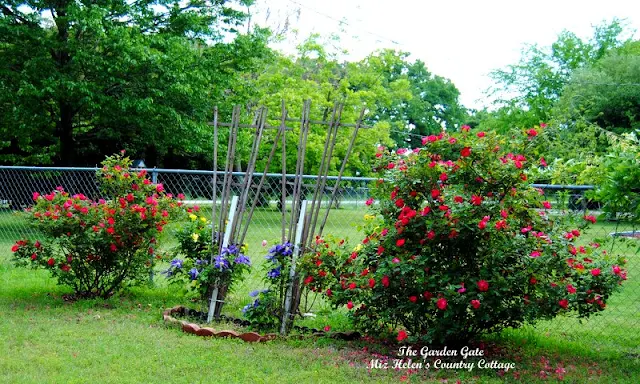 The Garden Gate, Spring 2015, at Miz Helen's Country Cottage