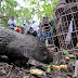 バリ動物園、ジャワ・ヤマアラシを自然に還す