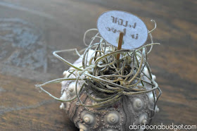 Air plants are such a great wedding favor idea. Find out about them and get a free "beLEAF in love" wedding favor tag at www.abrideonabudget.com.