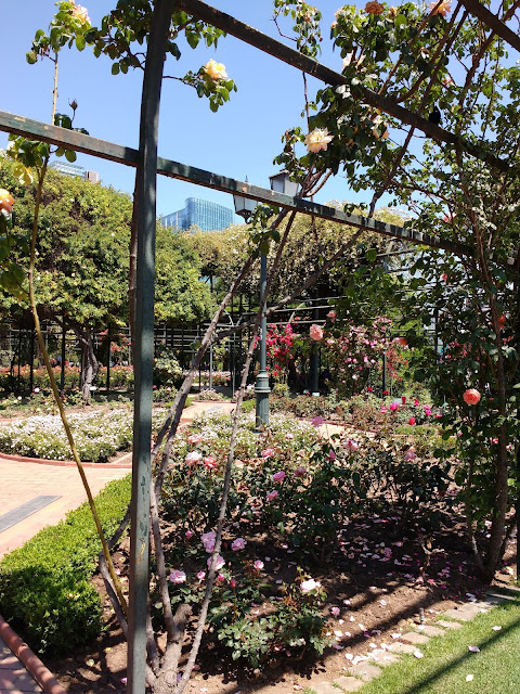 Rosaleda del Parque Araucano, Santiago de Chile