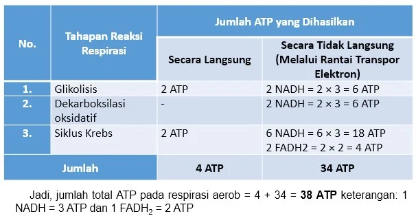 jumlah ATP yang dihasilkan proses respirasi