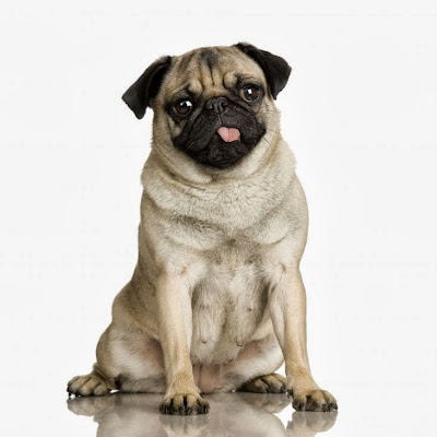 nice-cute-pug-dog