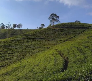 perkebunan-teh-kemuning