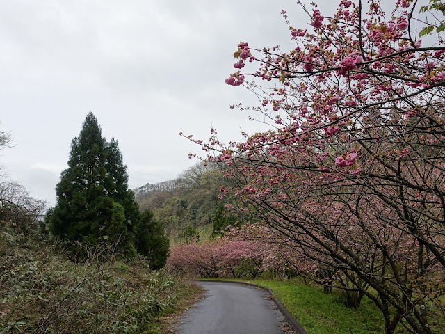 鳥取県西伯郡伯耆町小林　マウンテンストリームきしもと　カンザン（関山）