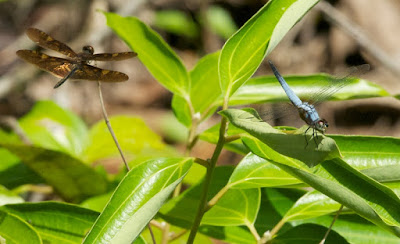 Brachydiplax chalybea and Rhyothemis obsolescens