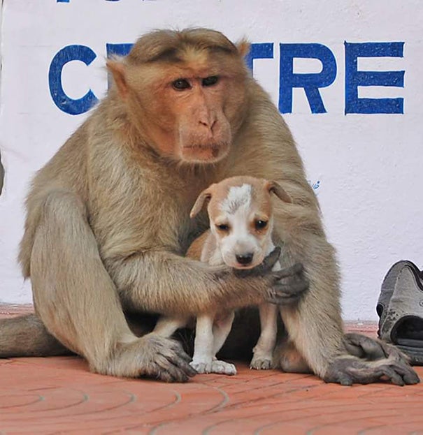 A Monkey Defended A Puppy From Stray Dogs And Became Its New Parent