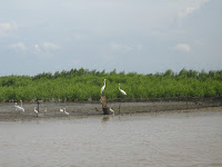 Breeding Crocodile, Blanakan