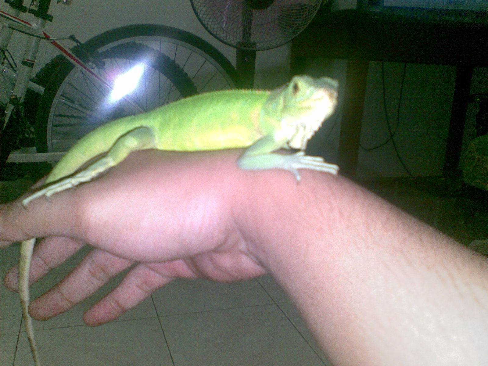 iguana kuning