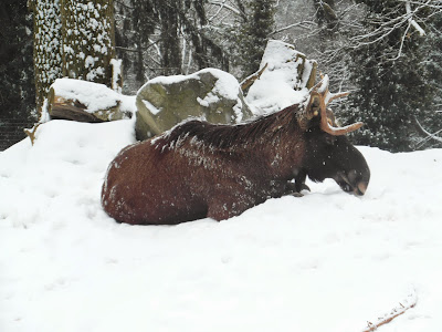 Sleepy Moose in Alpenzoo