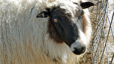close up view of lamb from a petting zoo