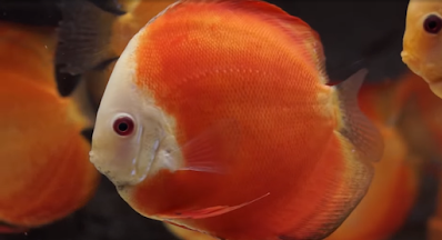 Discus red melon