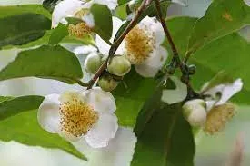 Camellia Sinensis