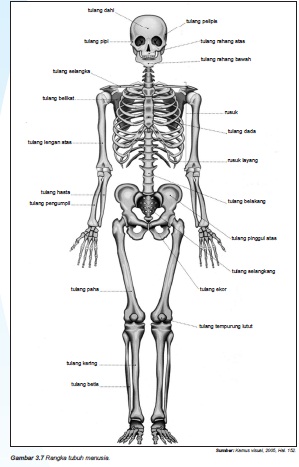 KERANGKA TUBUH  MANUSIA  Biologi SMA Kelas XI